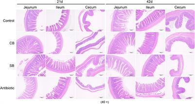 Functional Comparison of Clostridium butyricum and Sodium Butyrate Supplementation on Growth, Intestinal Health, and the Anti-inflammatory Response of Broilers